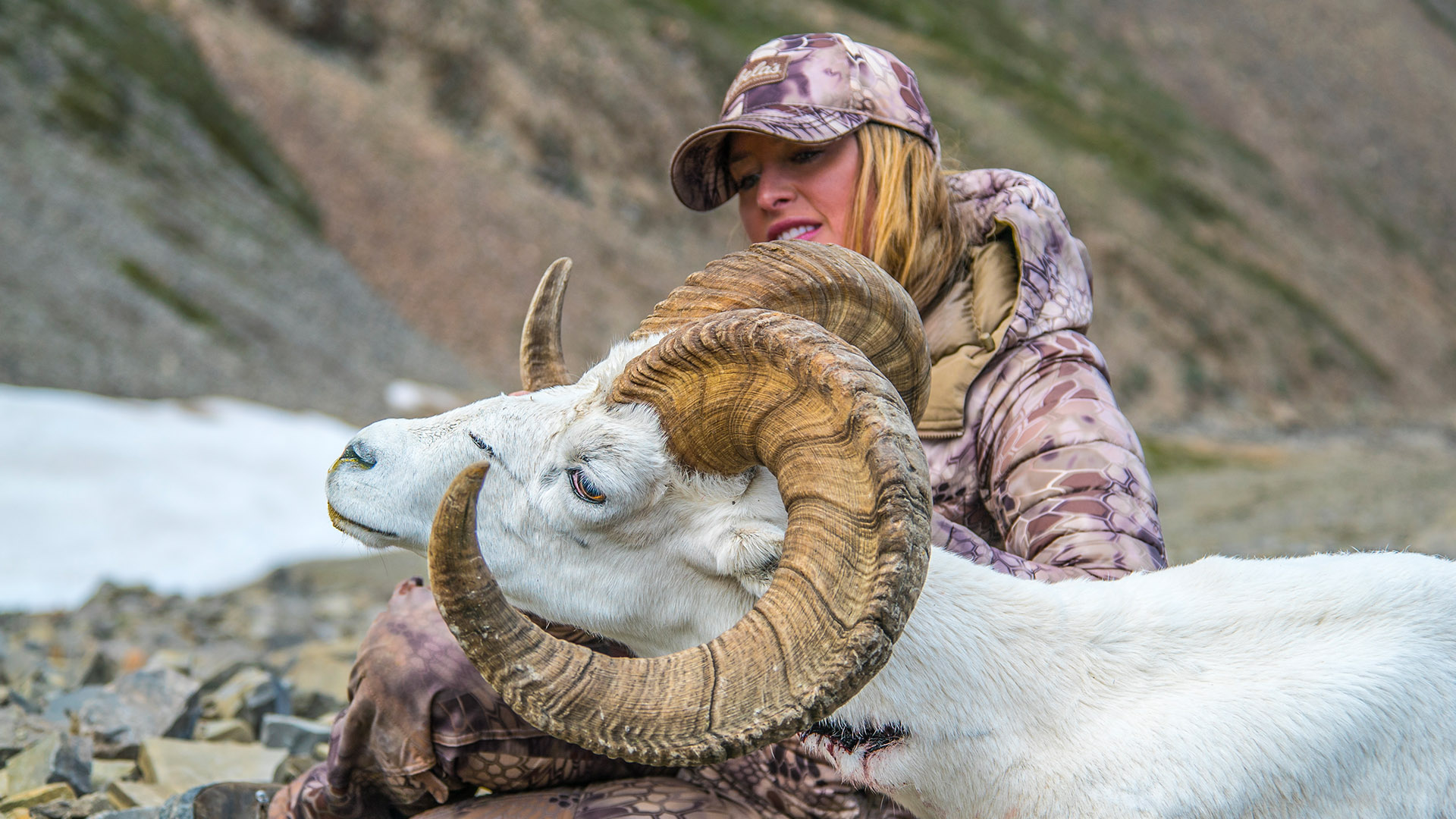 NWT Dall Sheep - Part 2