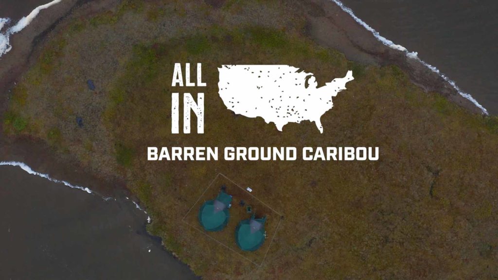 Barren Ground Caribou - Edit Only