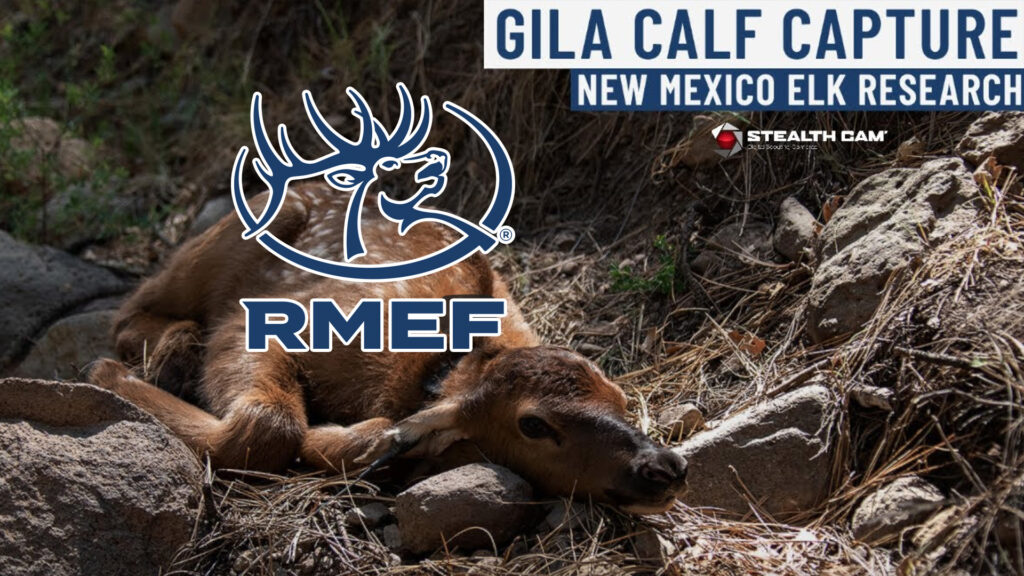 RMEF - Gila Calf Capture 