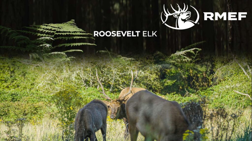 RMEF - Roosevelt Elk 